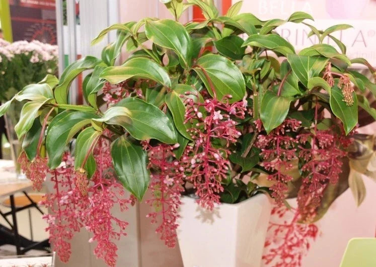 Live Well Rooted Starter Plant - Rare Bella Magnifica Medinilla - Exotic Indoor Plant for Home Decor - Vibrant Foliage and Striking Flowers
