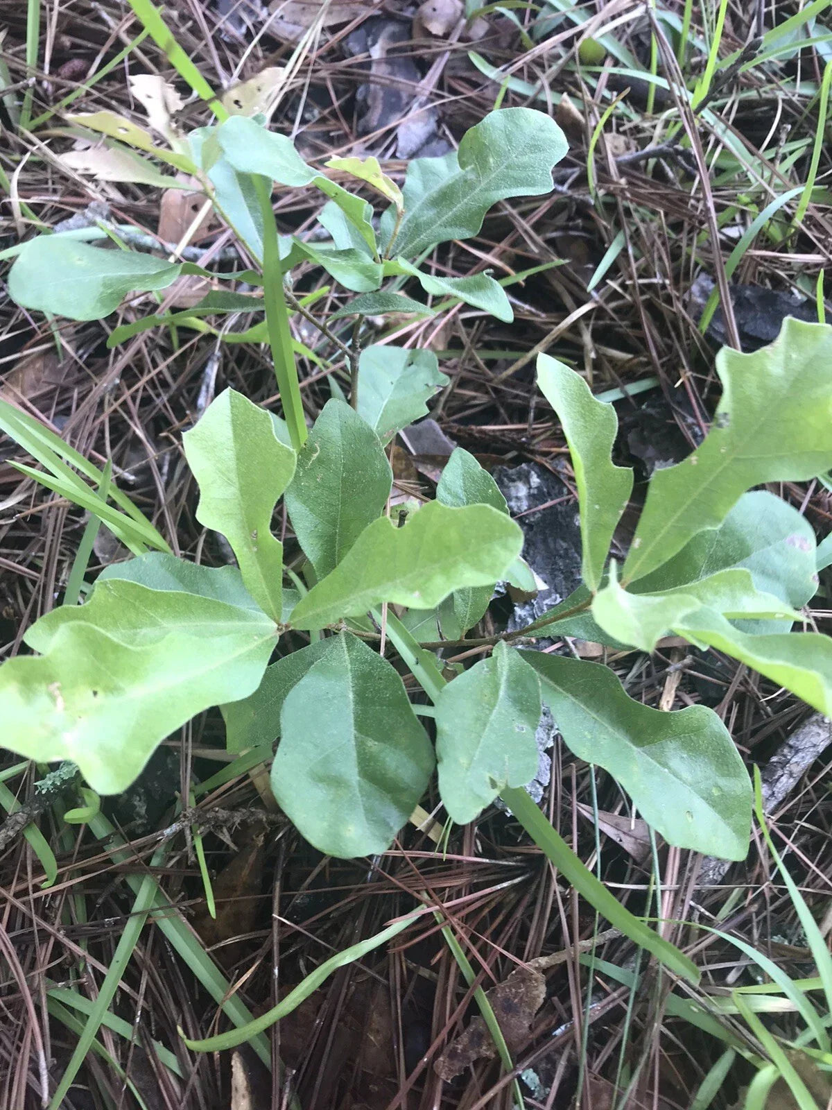 White Oak Tree Seedlings 6-12 Inches - Quercus alba Live Plants for Landscaping, Shade, and Garden Growth