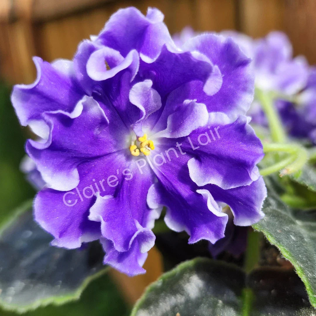 African Violet Leaf Cutting Lightspeed Variety Saintpaulia ionantha for Propagation Indoor Garden
