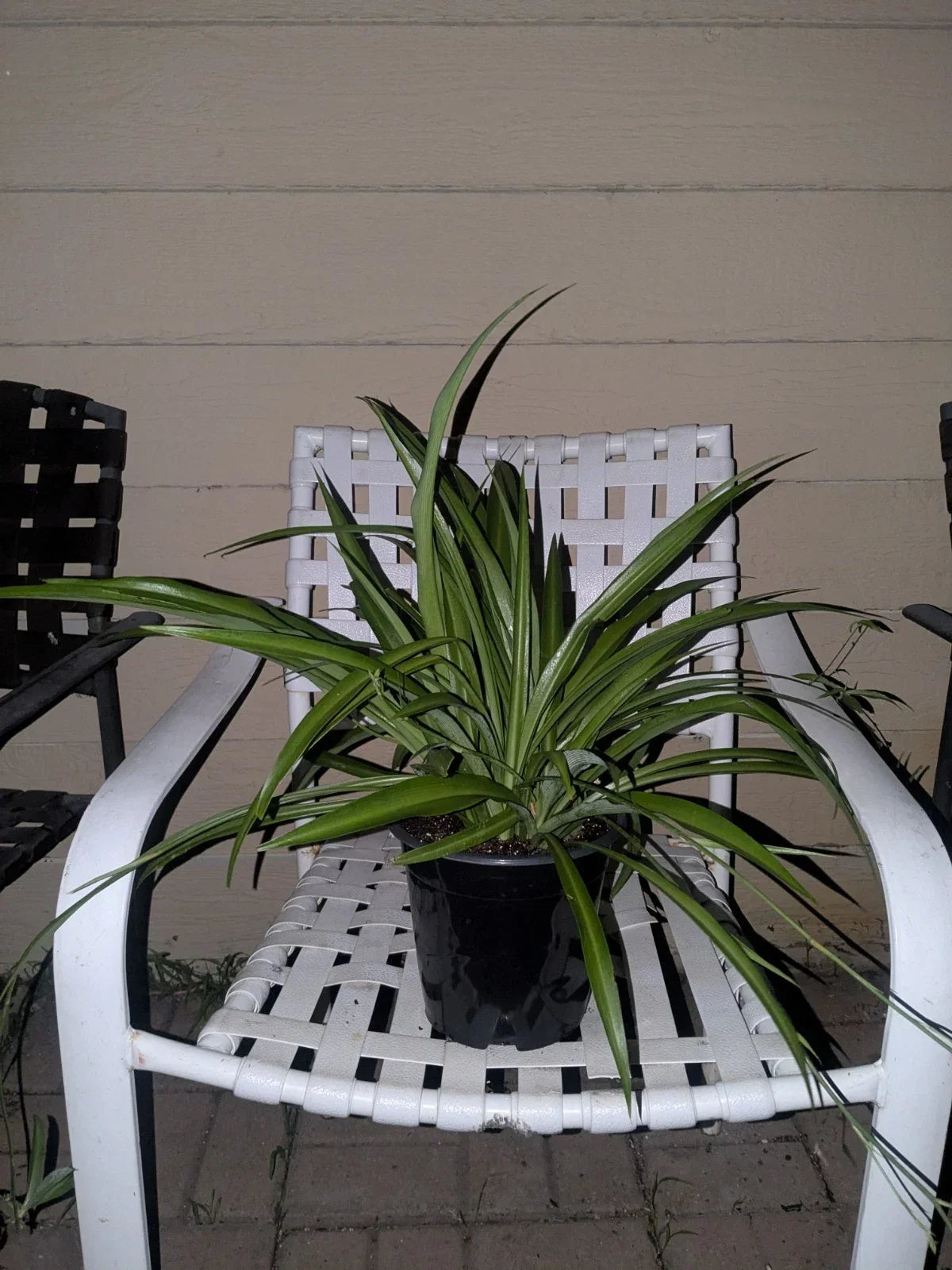 Rooted Spider Plant in Pot - Solid Green Live Indoor Plant Chlorophytum comosum for Home & Office Decor