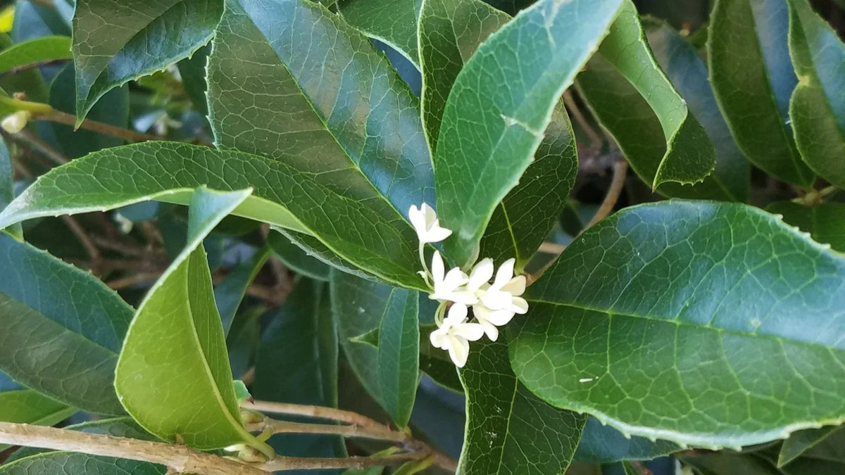 Live Sweet Olive Shrubs - 2 Rooted Osmanthus Houseplants - Very Fragrant Indoor Plants - Osmanthus fragrans