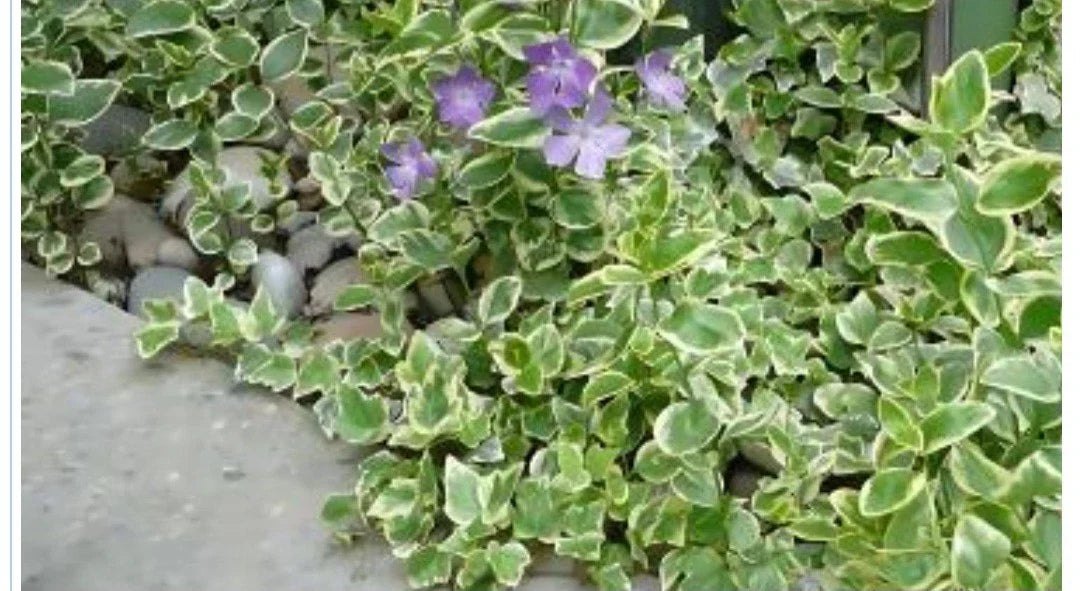 Variegated Vinca Groundcover Starter Vines – Lavender Periwinkle Flowers – 50 Rooted Plants – Vinca minor – Low Maintenance Garden Cover