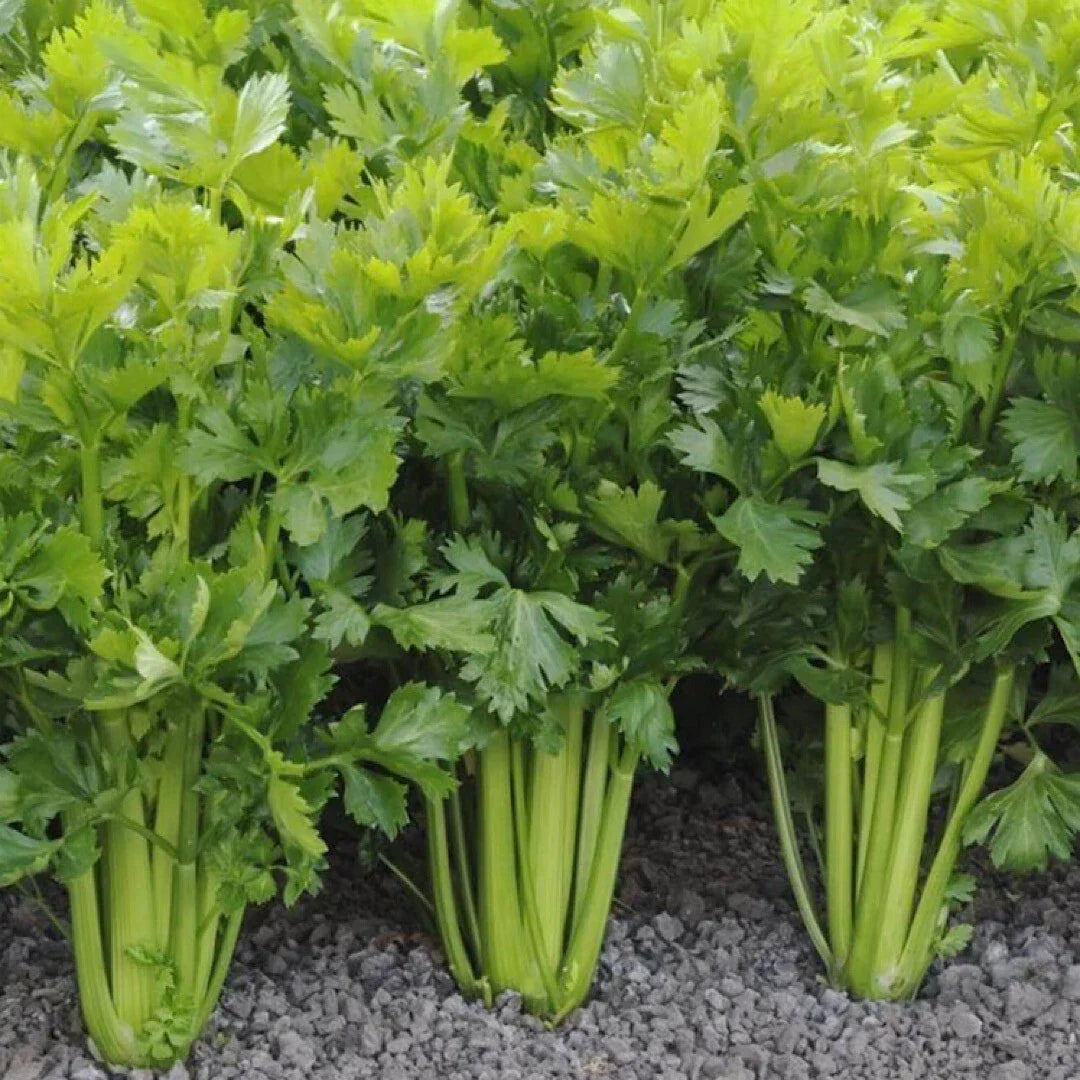 2000+ Tall Utah Celery Seeds Non-GMO Heirloom Vegetable Seeds for Organic Gardening, Homegrown Celery, Apium graveolens