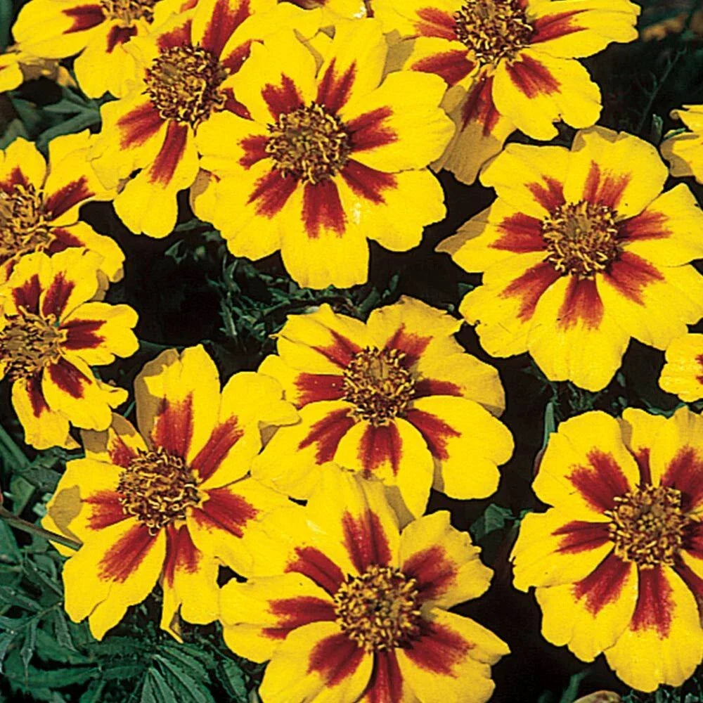 French Marigold Seeds, Dwarf Compact Naughty Marrietta, Tagetes patula Flower Seeds for Garden Planting