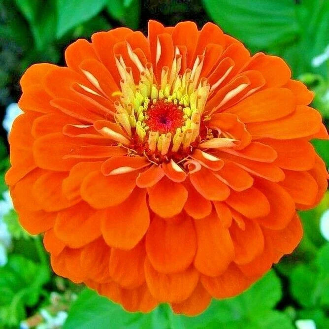 Zinnia Seeds - 301+ Orange Summer Flowering Annuals for Cut Flowers - Zinnia elegans