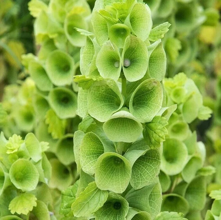 Bells of Ireland Flower Seeds 100+ Moluccella laevis Green Blooms Garden Plant Seeds for Cut Flowers & Pollinator Attraction