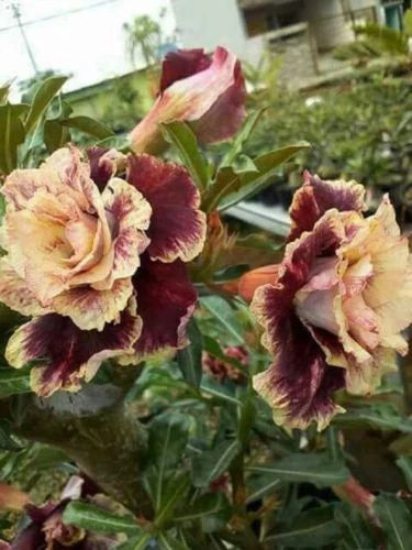 Desert Rose Seeds - 4 Cream Maroon Adenium Obesum Perennial Flower Pack for Indoor & Outdoor Gardens
