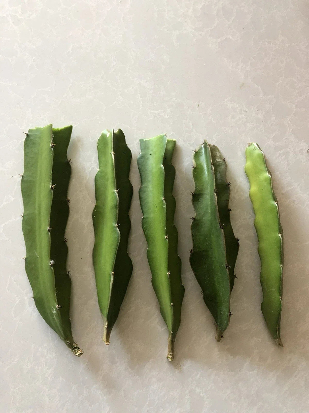 Red Dragon Fruit Cuttings 5 Pcs Pink Skin Red Flesh Hylocereus undatus for Planting, Gardening, Fruit Cultivation