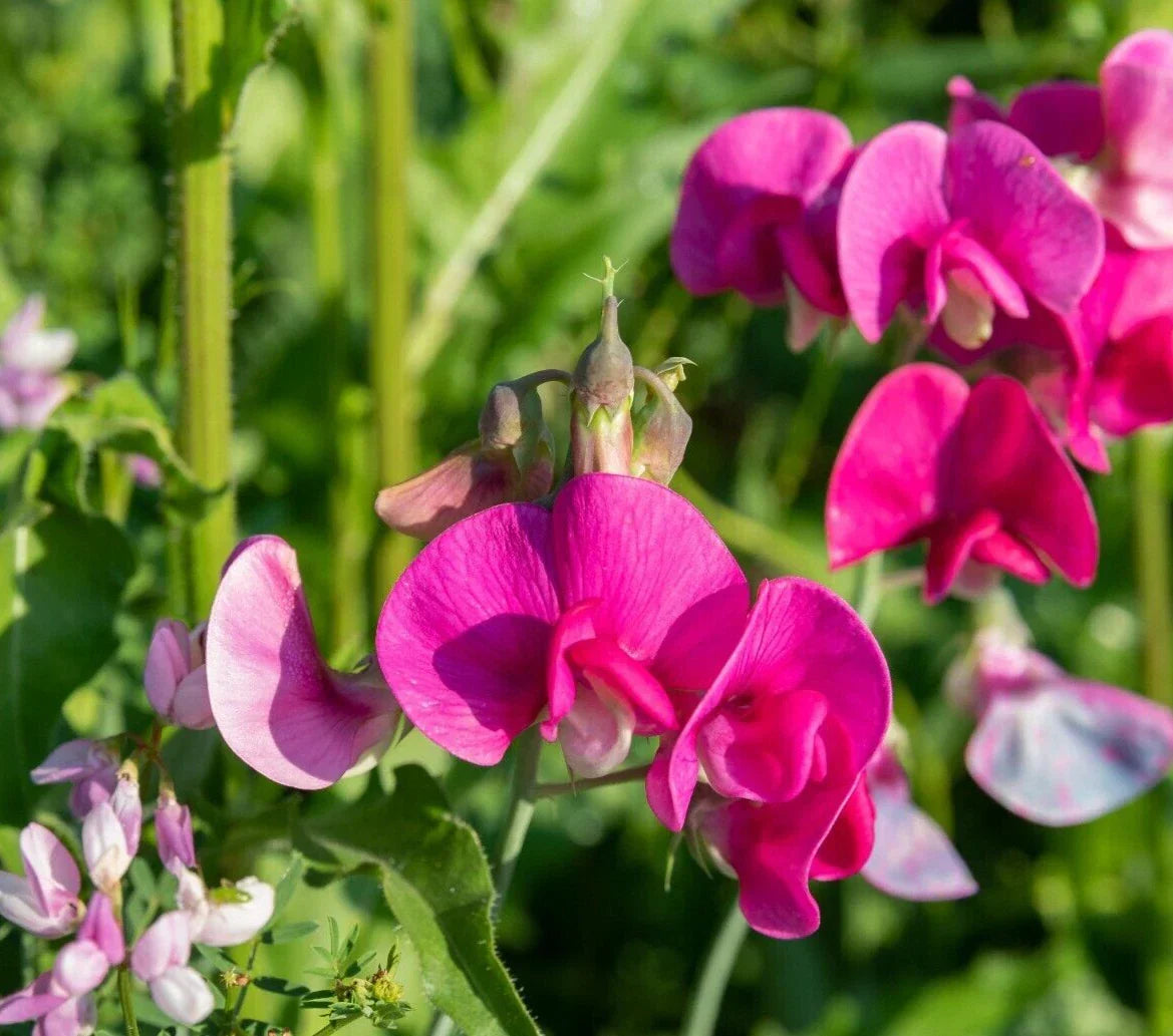 Polygala Myrtifolia Milkwort 6" Live Plant Cuttings - Ornamental Flowering Shrub for Garden, Greenhouse Cultivation, Polygala myrtifolia