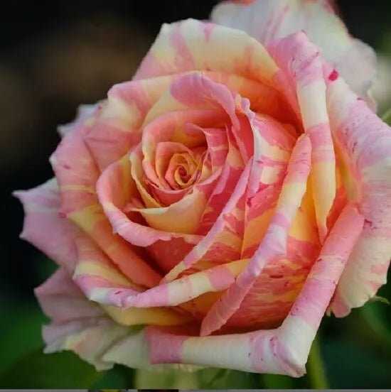 Pink Yellow Cream Rose Seeds - Perennial Flower Bush for Garden Beds & Borders - Rosa spp.