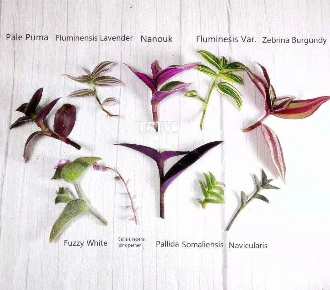Wandering Jew Cutting - Tradescantia/Callisia Indoor Houseplant Propagation - Easy Care Trailing Foliage