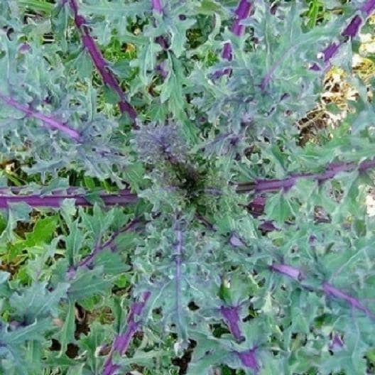 Red Russian Kale Seeds Non-GMO Brassica Napus Var. Pabularia Heirloom Vegetable Garden Seeds, 200+ Seeds
