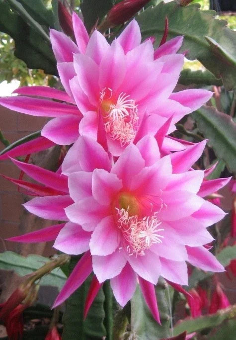 Epiphyllum Orchid Cactus Cutting - Grace Ann Variety, Indoor Houseplant, Tropical Epiphyllum spp., Easy Care, Bright Blooms