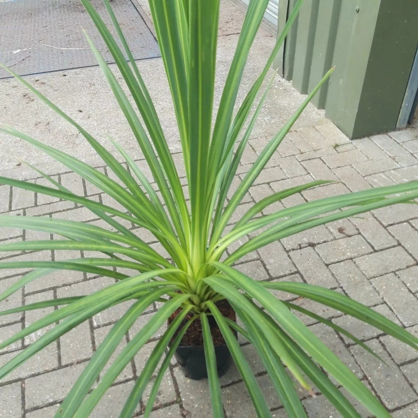 Blue Dracaena Seeds - Tropical Cordyline indivisa - Indoor & Outdoor Planting Pack of 10 Seeds