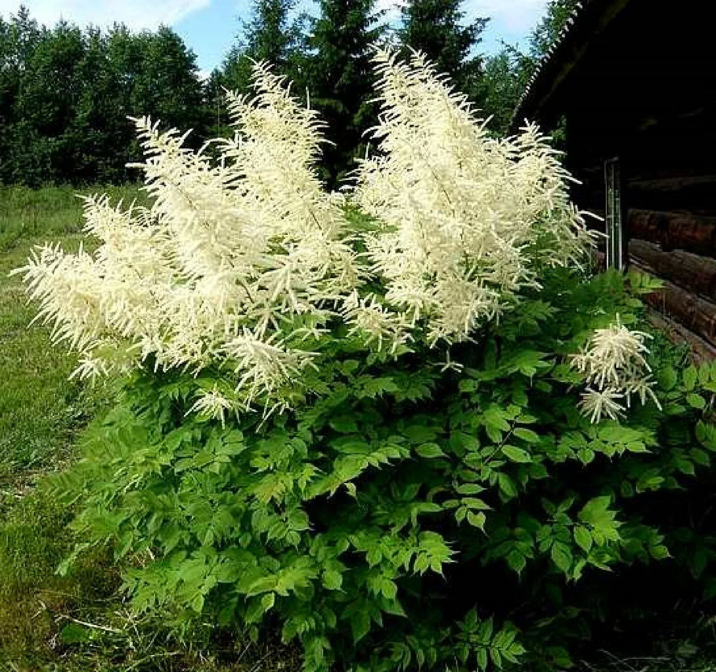Goats Beard Seeds - 100+ Aruncus dioicus Perennial Flowering Plant for Shade Gardens, Showy Cream Plumes, Pollinator Attractant