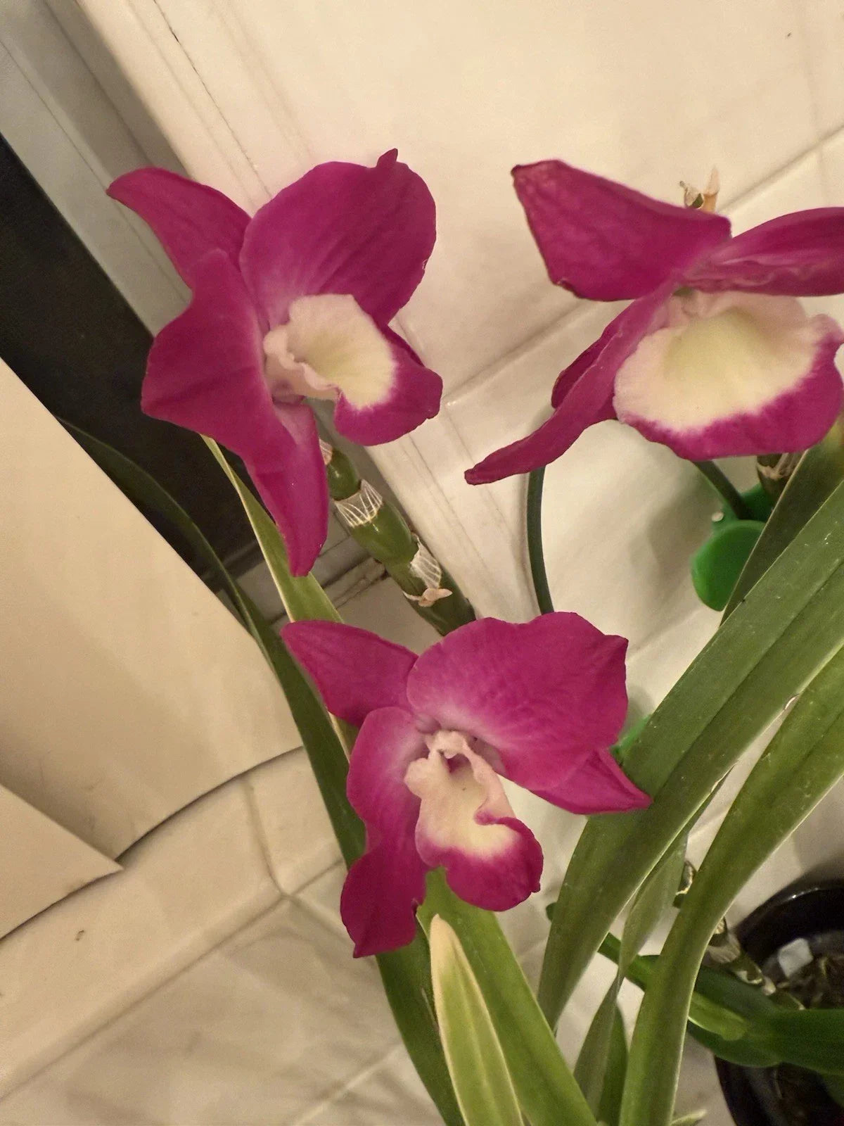 Dendrobium Orchid Cuttings - Mixed Color Propagation - Dendrobium Noble - Live Orchid Plantlets for Growing