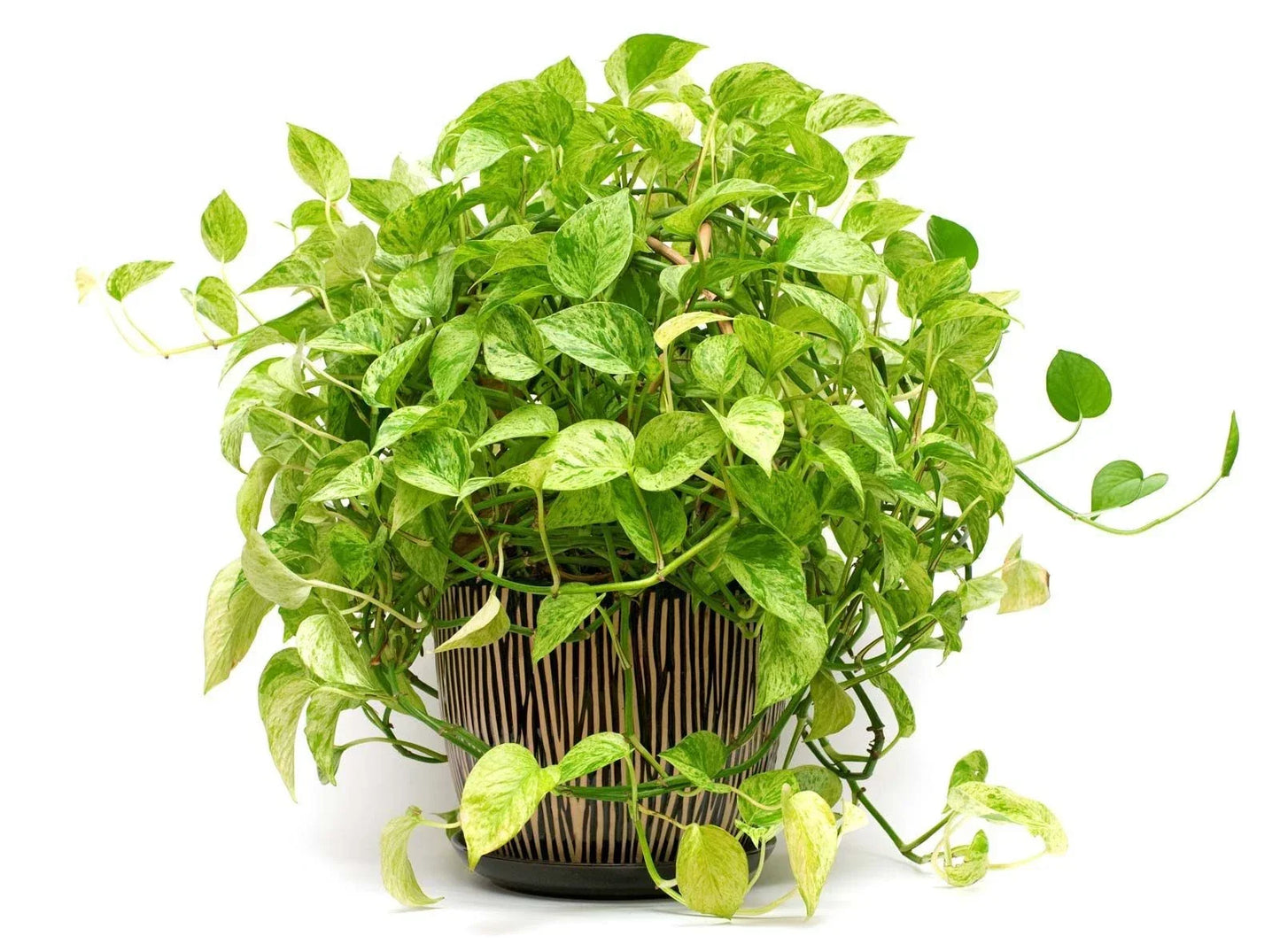 Pothos Plant Cuttings, 2 Live Rooted Plants, 4-6 Inches, Epipremnum aureum, Indoor Houseplant, Easy Care Greenery