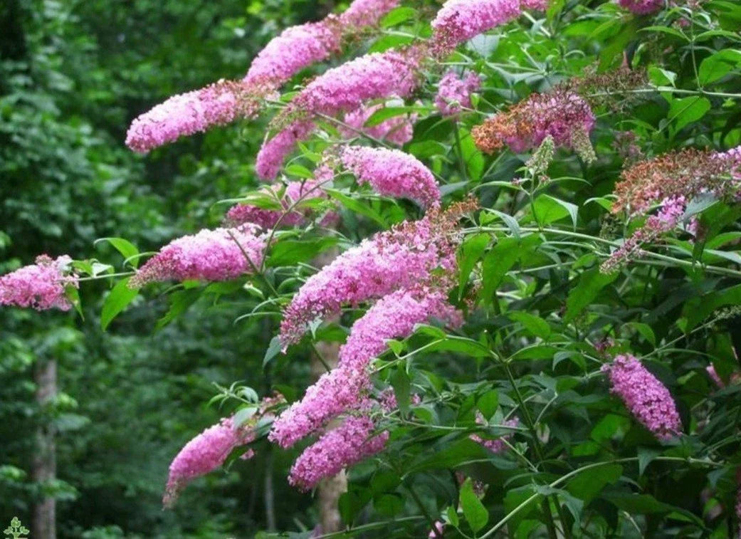 Pink Butterfly Bush Plant 1-Gallon Pot | Buddleja davidii ‘Pink Delight’ | Butterfly Attracting Perennial