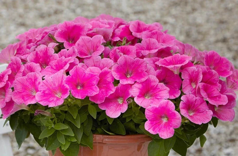 Petunia Seeds Pelleted 10 Pack Easy Wave Pink Cosmo Petunia x hybrida for Garden, Containers, Hanging Baskets