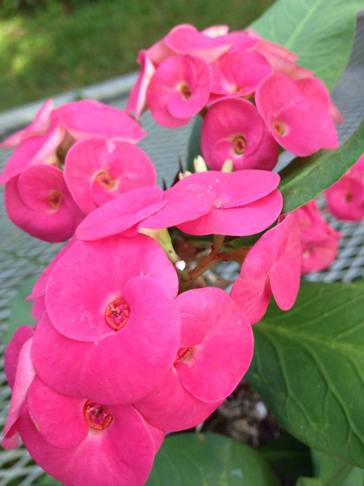 Thai Hybrid Crown of Thorns Cutting Cherry Cobbler Euphorbia milii Succulent Rooted Plant for Indoor & Outdoor Gardens