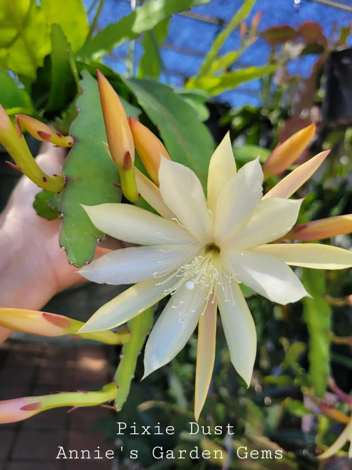 Epiphyllum Cuttings 8-10 Inches Pixie Dust Unrooted Epiphyllum Oxypetalum Fragrant Blooming Plant