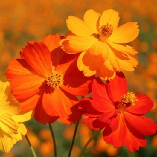 Sulphur Cosmos Seeds - Bright Lights Mix - Red, Orange, Yellow - Cosmos sulphureus - Vibrant Flower Seeds for Garden, Borders & Cut Flowers