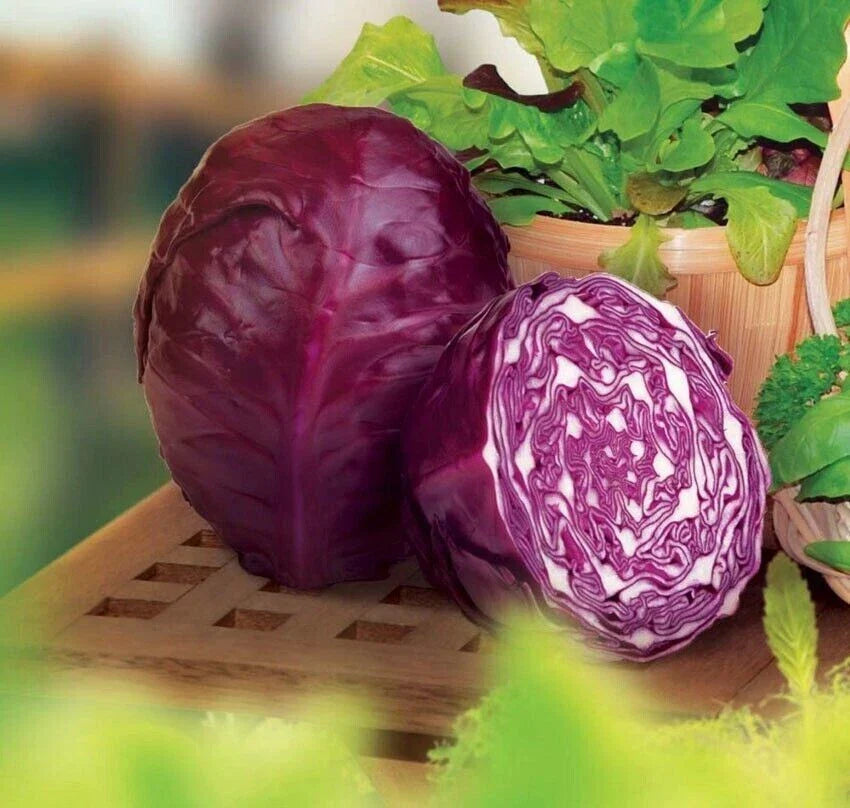 Red Acre Cabbage Seeds - Organic Heirloom Non-GMO Brassica oleracea, 1000+ Seeds for Home Garden, Fresh Vegetables