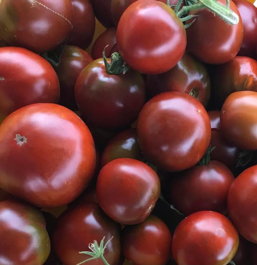 Black Prince Tomato Seeds - 100+ Indeterminate Heirloom - Solanum lycopersicum - Russian Variety for Home Gardens
