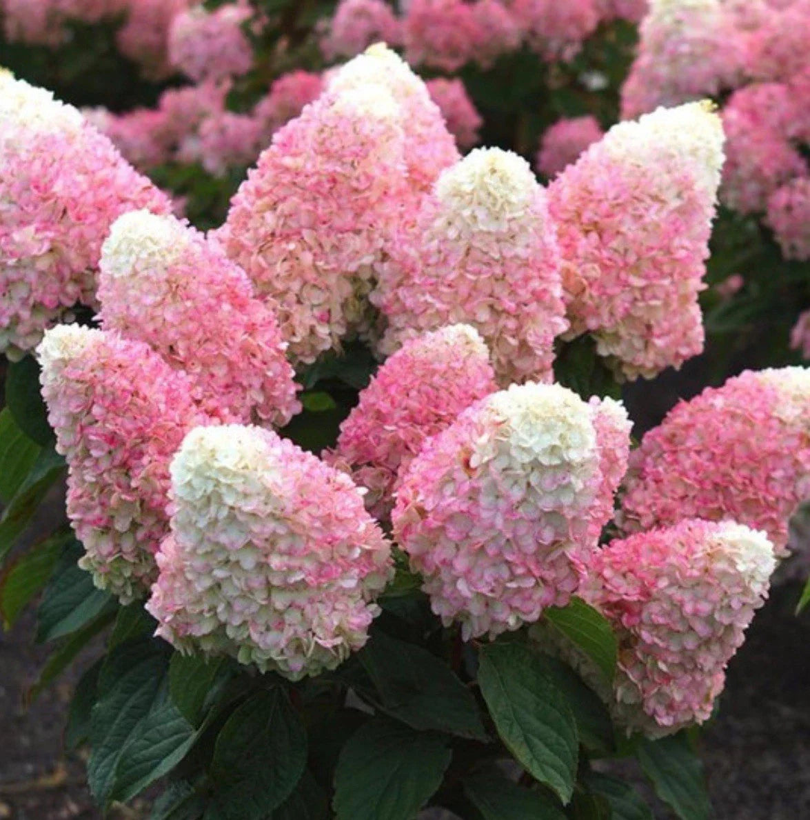 Pink Shades Hydrangea Starter Plant - Well Rooted Hydrangea macrophylla in 4-inch Pot, Vibrant Pink Blooms, Hardy Garden Flower
