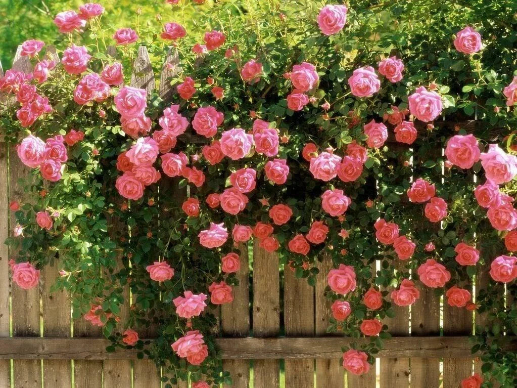 Pink Climbing Rose Seeds – Fragrant Rosa spp. for Butterfly Gardens, Climber Vine, Fences & Arbors, 10 Seeds