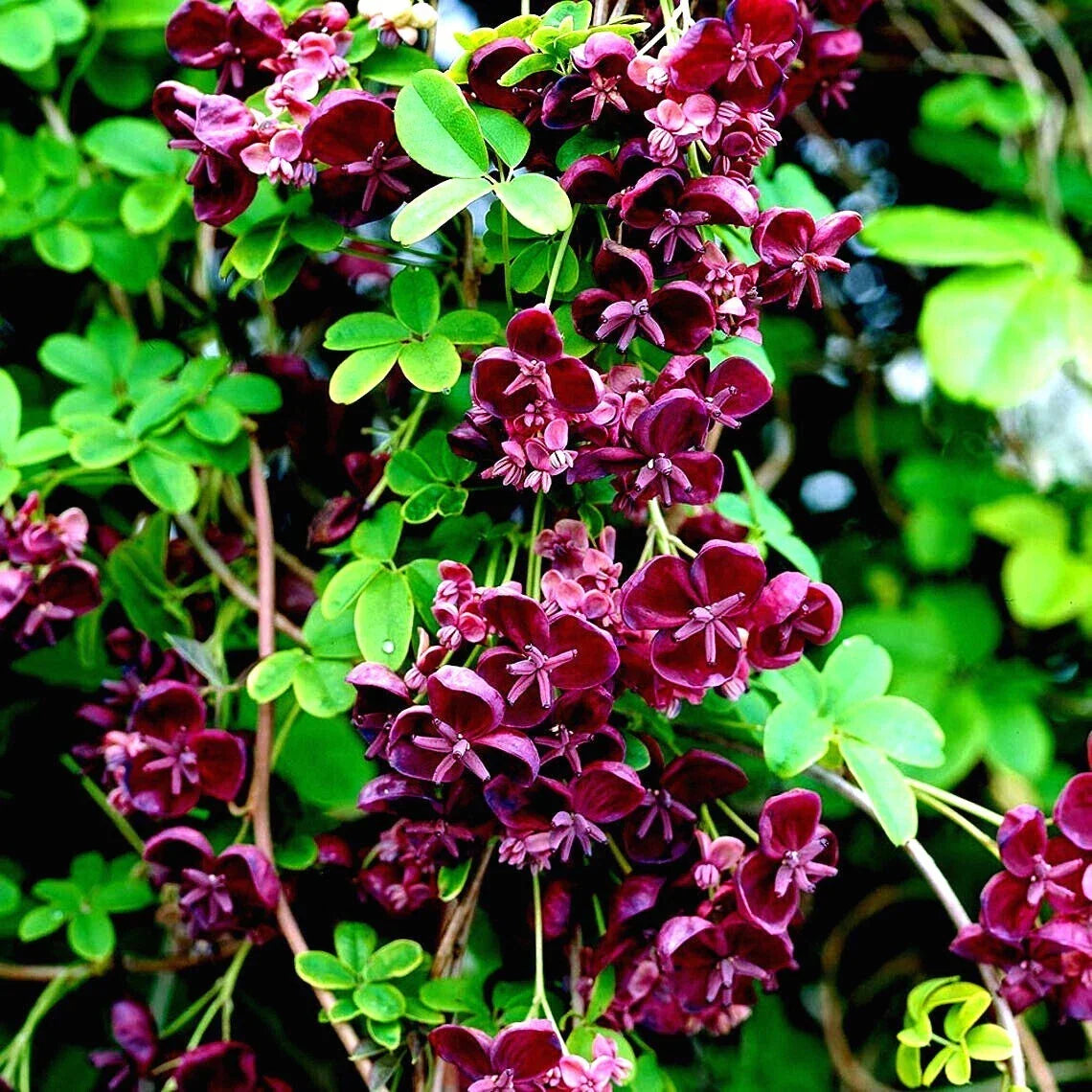 Chocolate Vine Seeds - 3-Leaf Akebia trifoliata Climbing Plant for Gardens, Fences & Trellises