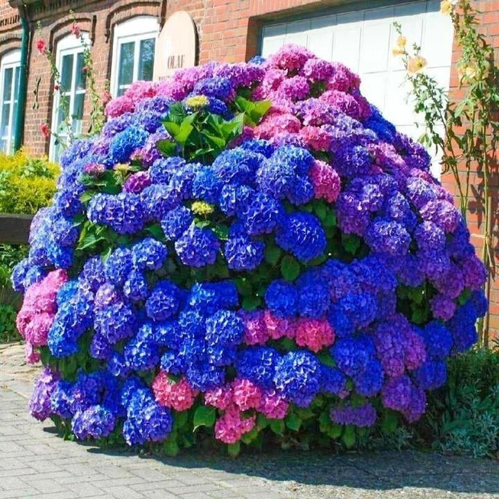 500pcs Hydrangea macrophylla Seeds - Blue Pink Purple Perennial Garden Flowers for Borders & Containers