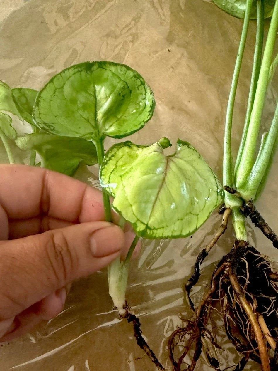 Syngonium ‘Berry Allusion’ Cutting - Rooted Live Houseplant, Indoor Greenery, Easy Care, Home Decor, Vibrant Berry Foliage