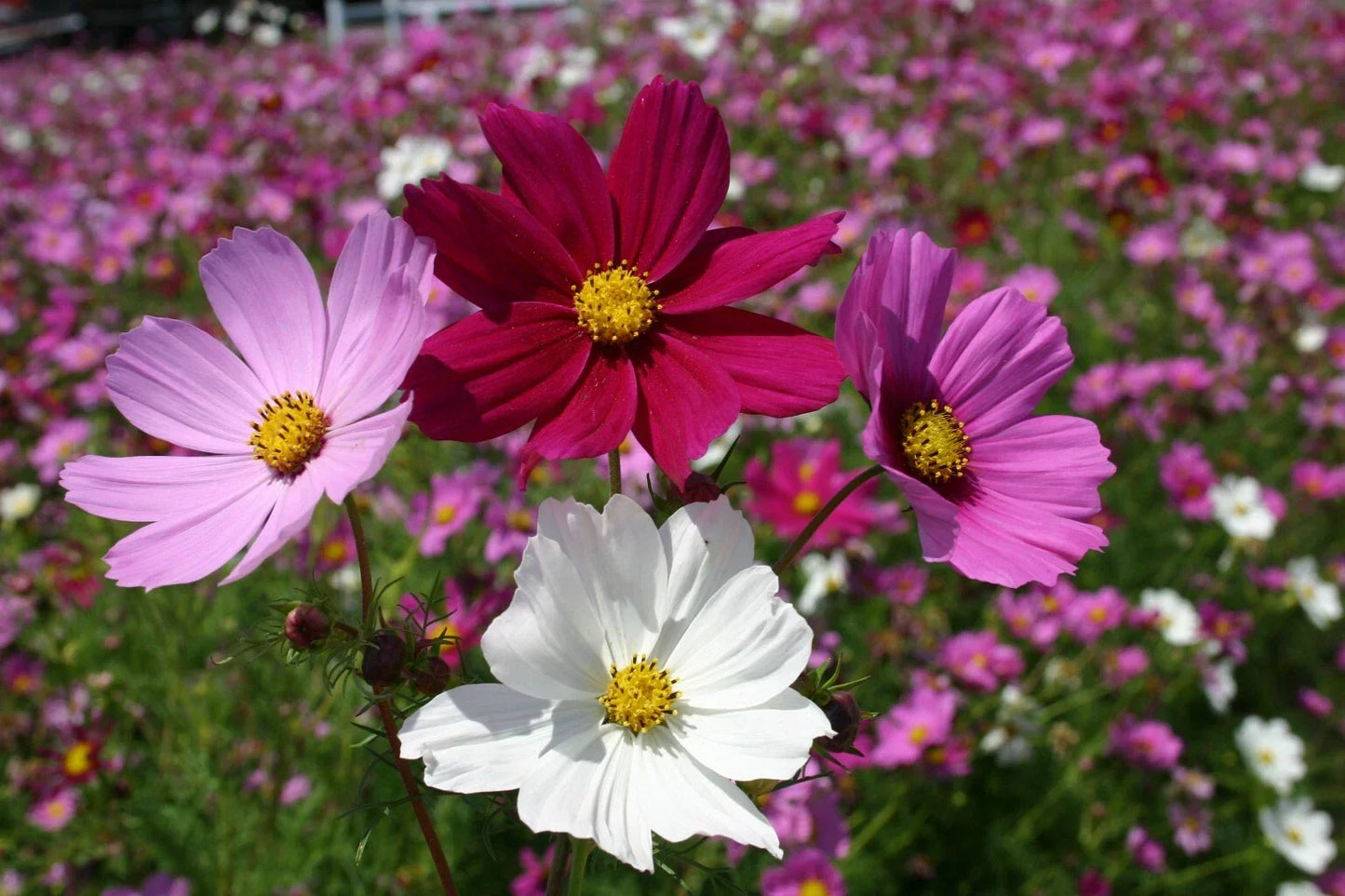 Cosmos Seeds Sensation Mix 100 Ct - Colorful Annual Flower Seeds for Garden - Cosmos bipinnatus - Easy to Grow, Butterfly Attracting