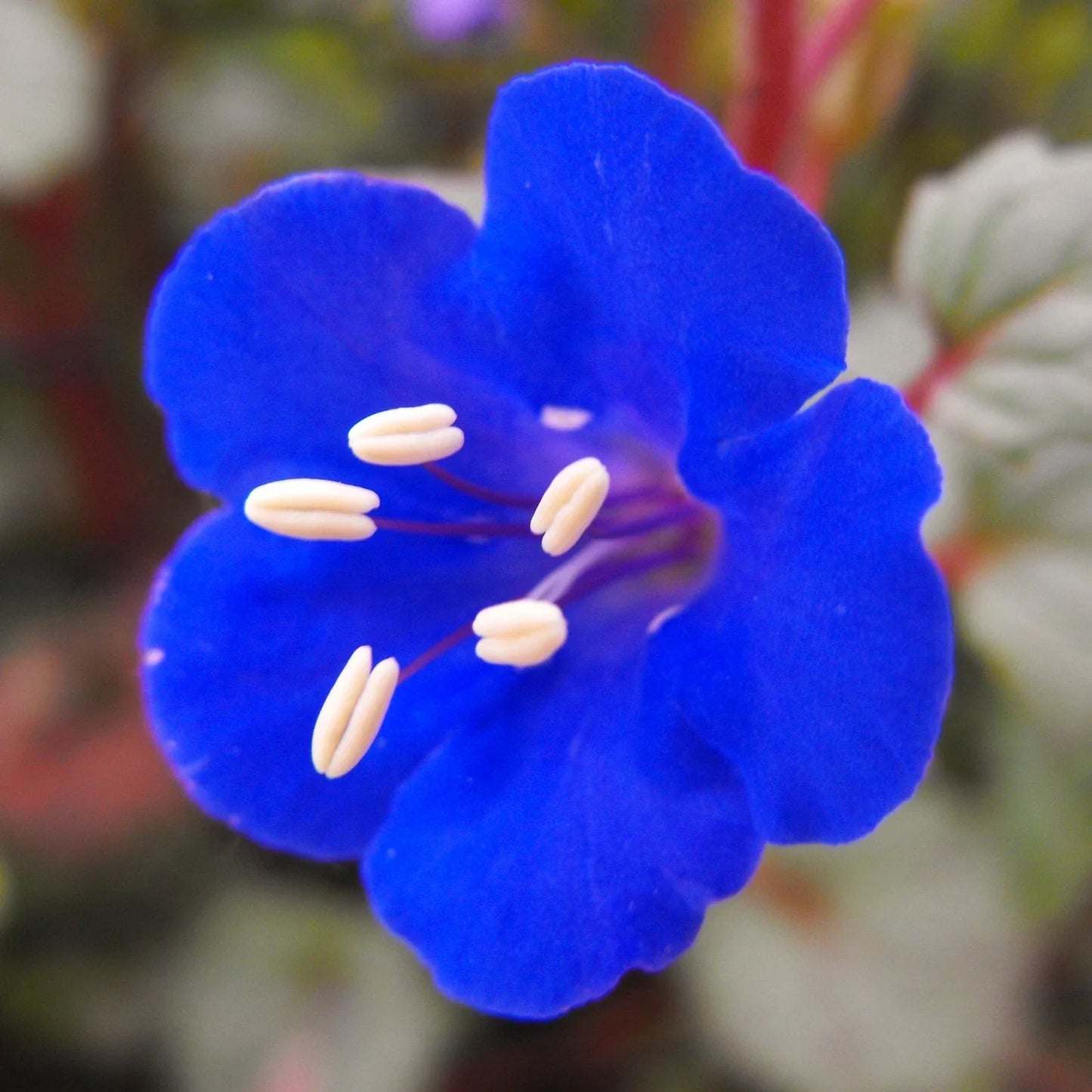 California Bluebell Seeds – Phacelia campanularia, Drought-Tolerant Blue Flowers, Pollinator Attracting, 50 Seeds Pack