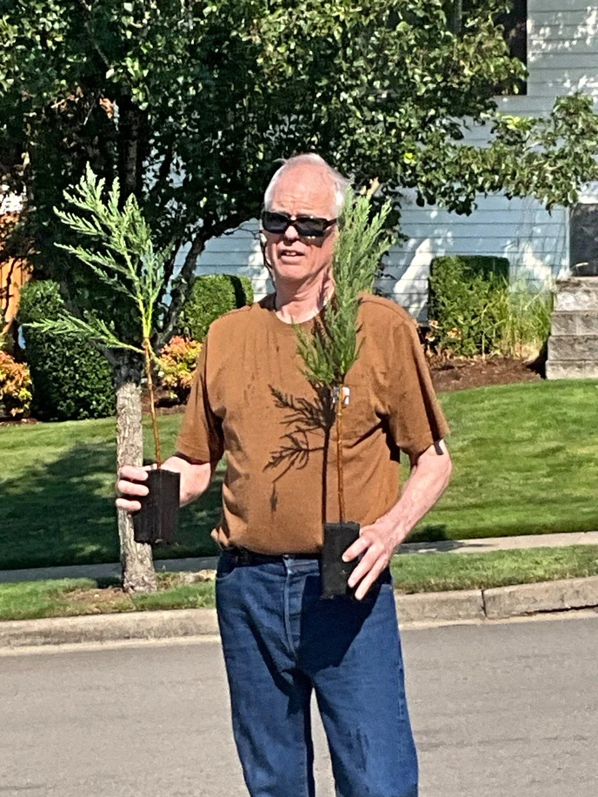 Giant Sequoia Tree Starts - 25 Inch Seedlings - Sequoiadendron giganteum - Majestic Evergreen Tree for Landscaping and Gardens