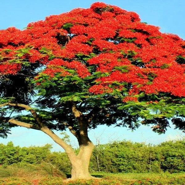 Royal Poinciana Seeds | Red Flame Tree | Delonix Regia Tropical Flower Seeds for Garden, Landscape & Shade