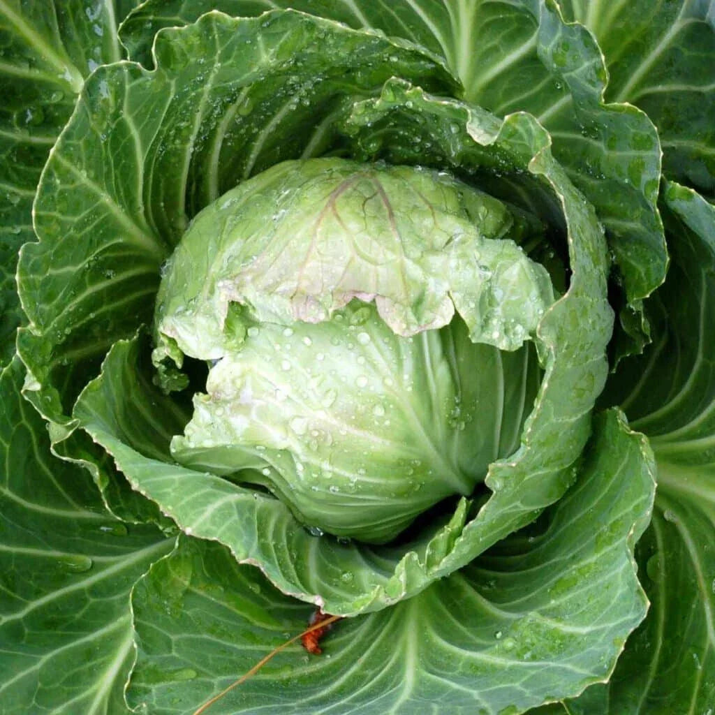 Jersey Wakefield Cabbage Seeds - 500+ Heirloom Non-GMO Seeds - Brassica oleracea var. capitata for Home Gardening