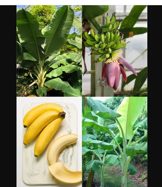 Dwarf Orinoco Banana Tree Starter Plant – Compact Musa Variety for Indoor & Outdoor Gardens