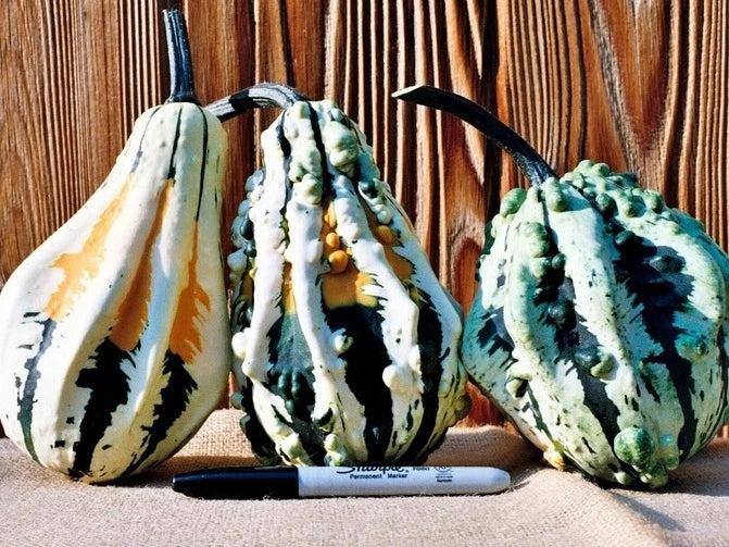 Super Wings Gourd Seeds - Lagenaria siceraria - Unique Winged Gourds for Gardening & Decoration