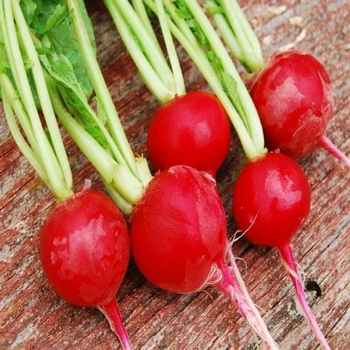 Crunchy Royale Radish Seeds – Raphanus sativus, Fast-Growing, Organic, for Garden & Indoor Planting, 200 Seeds