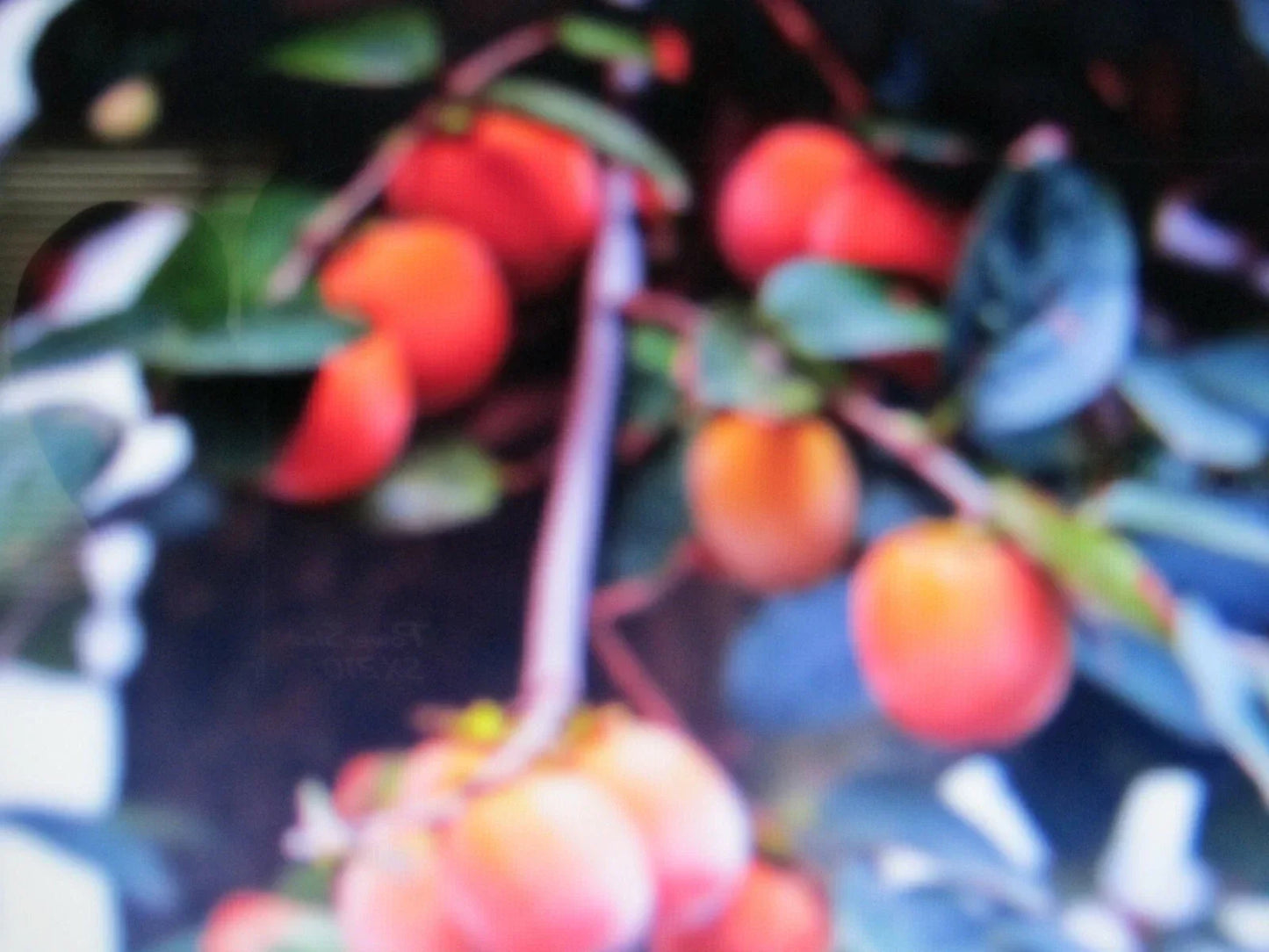 American Persimmon Tree Cuttings – 7 Fresh Diospyros virginiana Propagation Branches for Planting and Gardening
