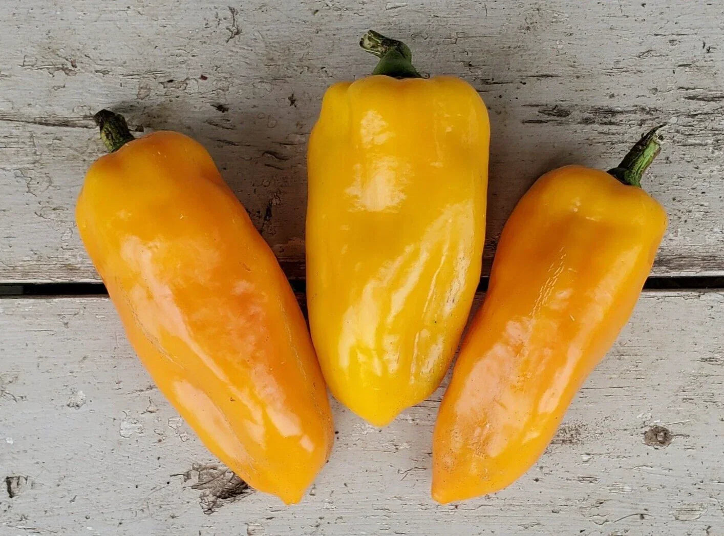 Sweet Golden Marconi Pepper Seeds – Capsicum annuum, 20 Premium Non-GMO Seeds for Garden & Culinary Use