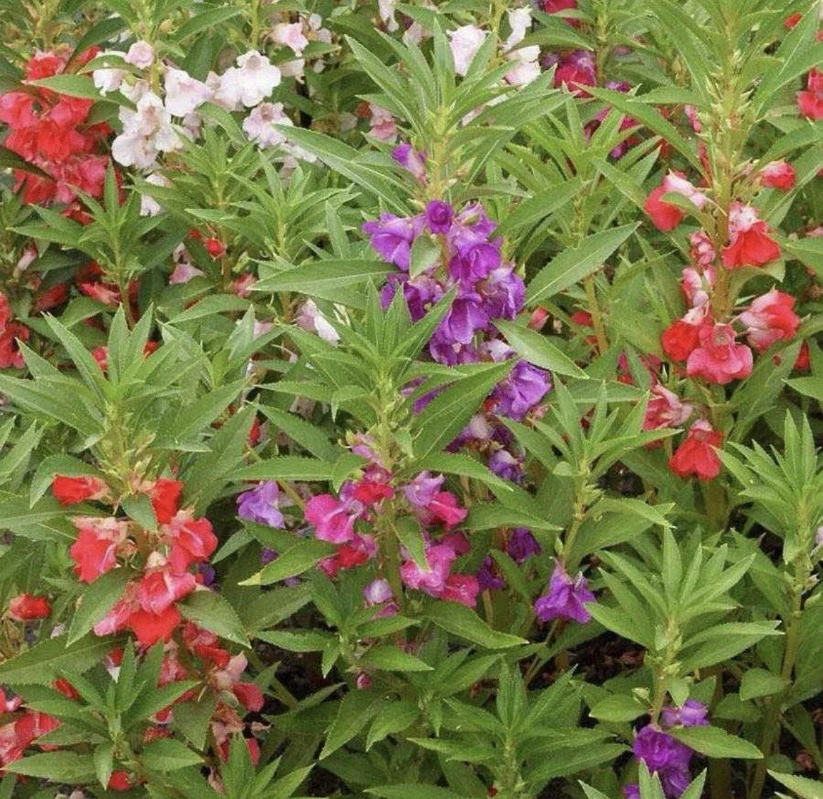 Balsam Seeds - 50+ Double Flowered Mix Impatiens Balsamina, Colorful Garden Annuals for Borders & Containers