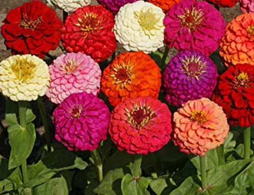 Dahlia Flowered Zinnia Seeds - Multicolor Mix, 100+ Fresh USA-Quality Wildflower Seeds for Garden, Borders & Cut Flowers