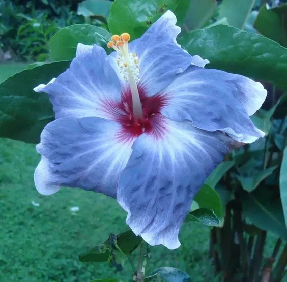 Blue Silver Hibiscus Seeds - Perennial Flower Seeds for Garden, Borders, Containers - Hibiscus rosa-sinensis, Blue & Silver Flowers