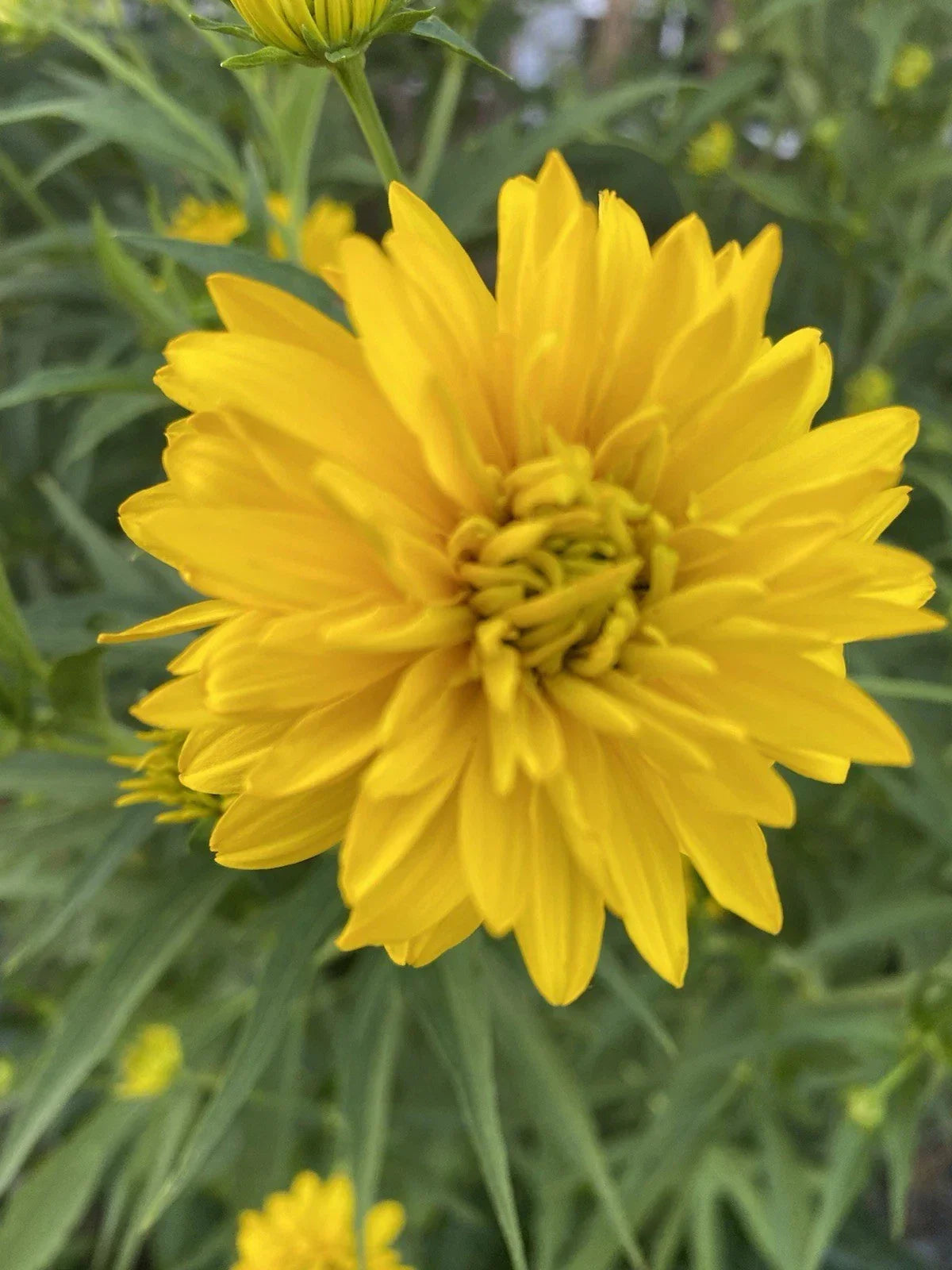Golden Ball Rudbeckia Bare Roots 5 Pack | Rudbeckia hirta Perennial for Borders & Garden Beds