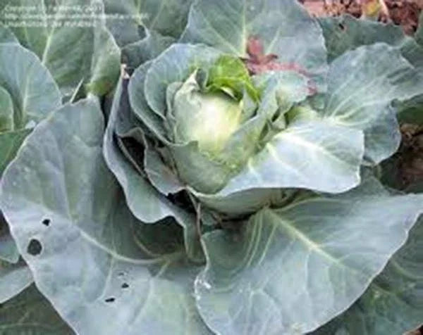 Cabbage Seeds Heirloom Charleston Wakefield Non-GMO Brassica oleracea Vegetable Seeds 25+