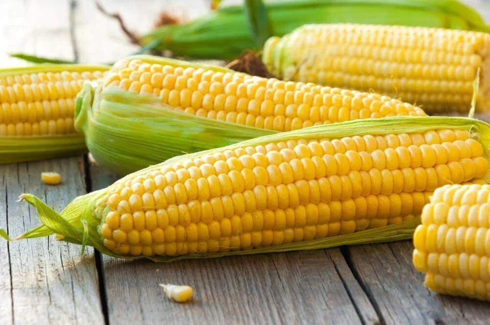 Yellow Sweet Corn Seeds 100 Count Hybrid "Incredible Corn" Zea mays - Non-GMO, Sweet Flavor, Ideal for Home Gardening