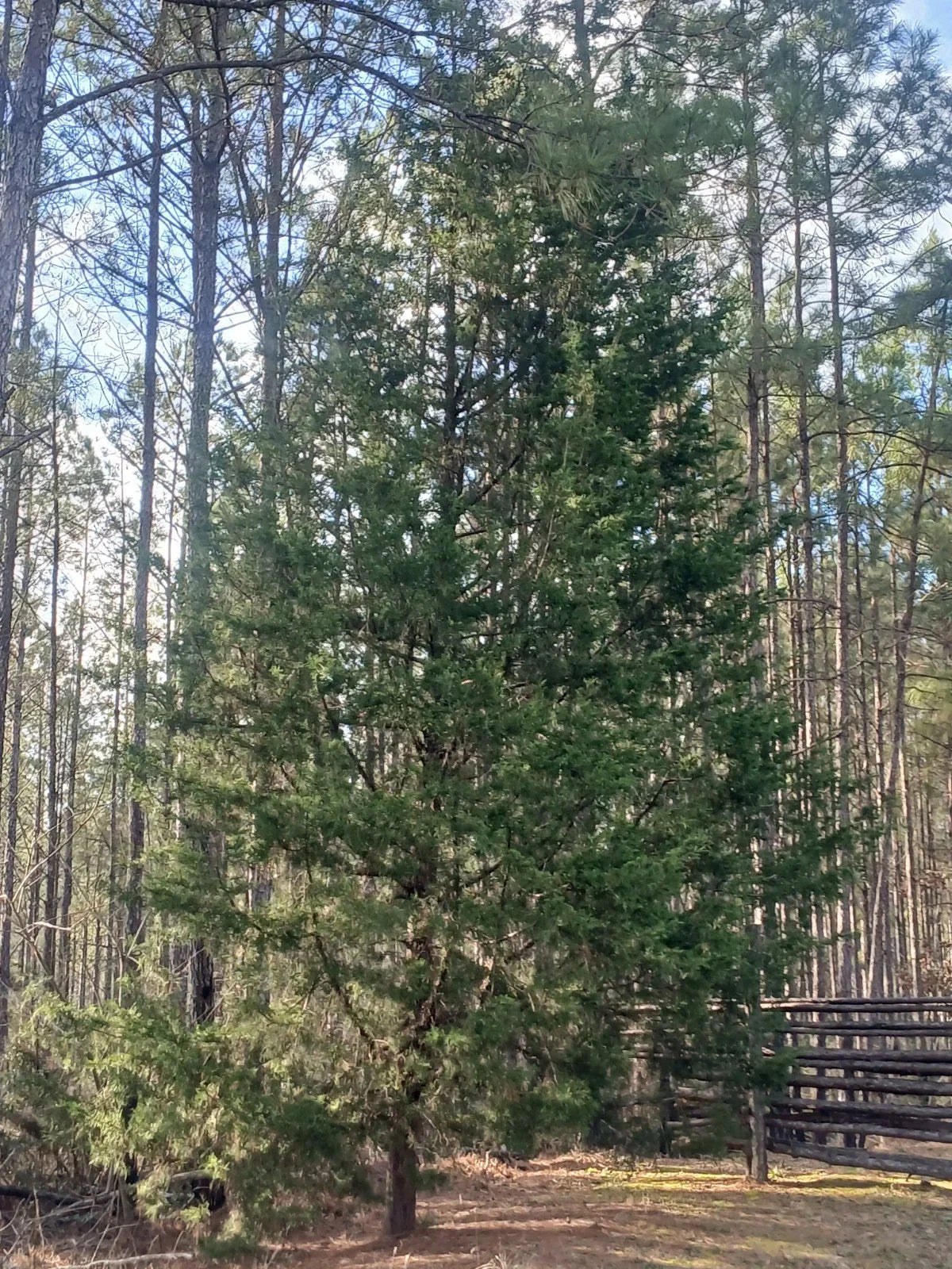 3 Live Southeastern Red Cedar Tree Seedlings Bare Root Juniperus virginiana 10-12 inches Landscaping Privacy Evergreen